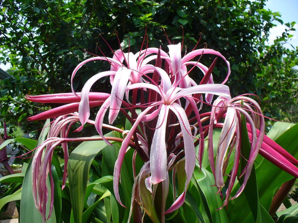 El Paraiso Verde B&B อเตนาส ภายนอก รูปภาพ
