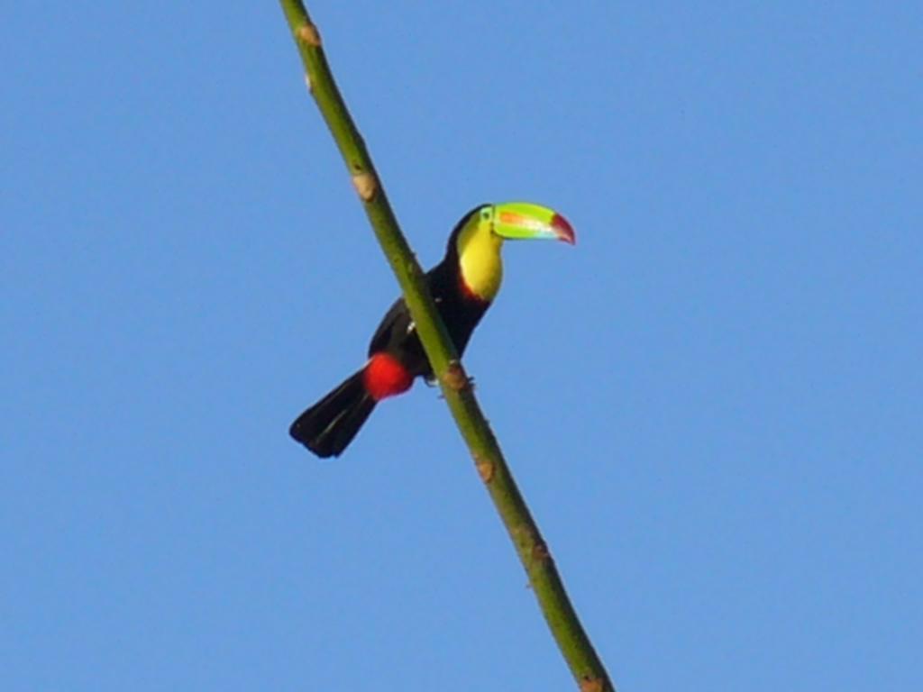 El Paraiso Verde B&B อเตนาส ภายนอก รูปภาพ