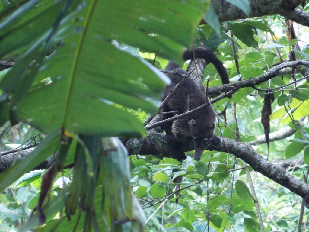 El Paraiso Verde B&B อเตนาส ภายนอก รูปภาพ
